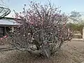 Adenium obesum close-up of colossal specimen, Ghana