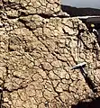 Desiccation cracks on the surface of a dolomitized limestone bench, metric emersive cycle top of the Liassic Platform Lagoon.