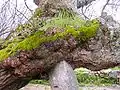 Stone in Mulberry tree