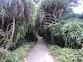 Way to jasmine forest