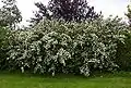 Deutzia scabra