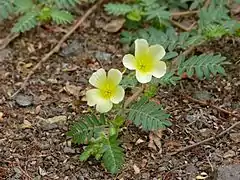 Tribulus terrestris flowers