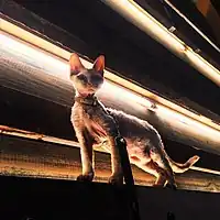 A devon rex kitten in Australia exhibiting typical personality traits of exploring and climbing whilst walking on a lead