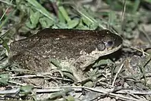 Dhofar toad from Wadi Wurrayah National Park