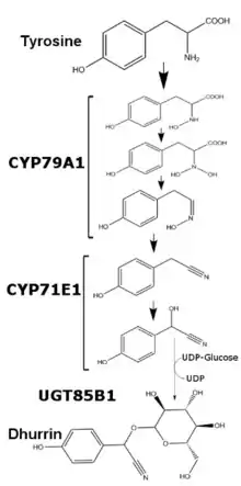 A picture showing the enzymatic roles in Dhurrin Synthesis.