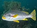 Close up Plectorhinchus lineatus in Raja Ampat, 2020