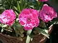 Dianthus chinensis var. senperflorens