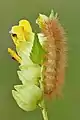 Caterpillar