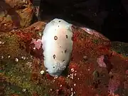 In a central California tidepool