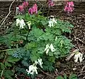 Dicentra 'Ivory Hearts'