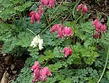 Dicentra 'King of Hearts'