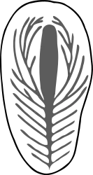 Diagram of branched internal structures observed in Russian specimens