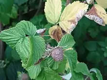 Didymella applanata on Rubus idaeus