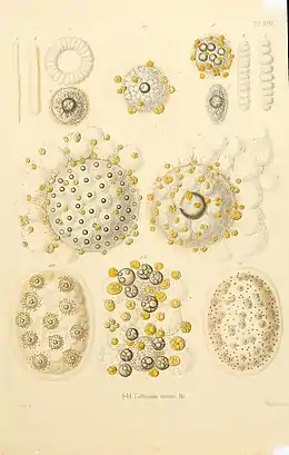 Illustration of "Collozoum inerme"