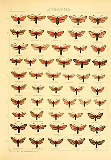 In Die Gross-Schmetterlinge der Erde (The Macrolepidoptera of the World)