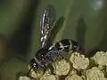 D. trifasciata nassauensis female in the Bahamas.