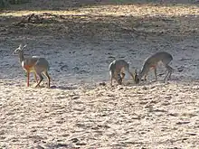 Family, Lake Manyara, Tanzania