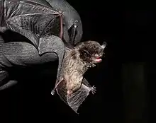 A black-gloved hand holds the black wing of a small, brown bat