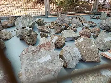 Fossilized Dinosaur eggs displayed at Indroda Fossil Park