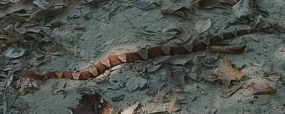 A broad-banded copperhead at Dinosaur Valley State Park, Somervell Co., Texas (10 October 2020)