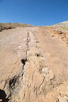 Fossils of dinosaur footprints in Torotoro.