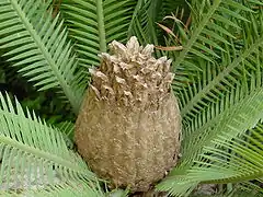 Dioon edule, seed cone