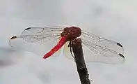 Male, highlighting wing venation