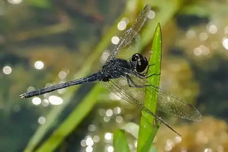 Diplacodes lefebvrii male