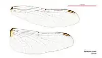 Female wings