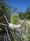 Dipsacus sativus flowerhead