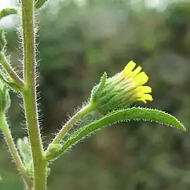 Flower (side view)