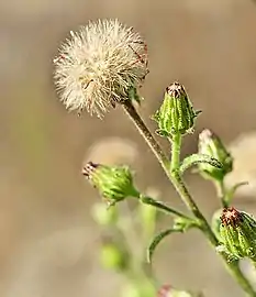 Flower gone to seed