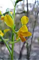 Diuris aequalis