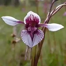 Diuris venosa