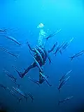 Scuba diver swimming inside a group of Sphyraena putnamae off Ko Tao, Thailand