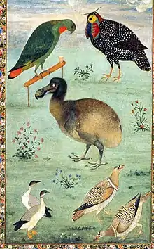 Painting of a dodo among native Indian birds