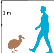 A diagram comparing the size of a dodo compared to a human. The dodo reaches about to the height of the human knee