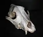 Image 15Frontal view of a dog skull (from Dog anatomy)