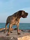 Canary Mastiff