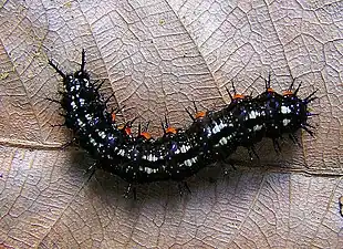 Larva