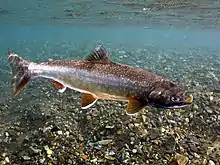 Dolly Varden trout