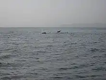 Dolphins in Al Bandar bay