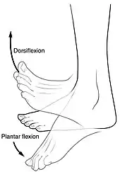 Dorsi and plantar flexion of the foot