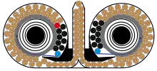 Double drum magazine filled with 100 rounds