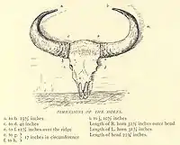 Dimensions of Bison horns...238