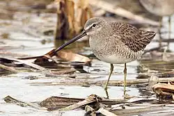 Long-billed dowitcher