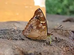 Ventral sideFoz do Iguaçu, Brazil