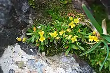 Draba weberi