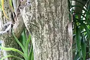 Detail of exfoliating bark