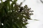 Detail of inflorescence, showing paniculate form